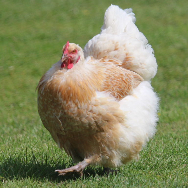 Cochin-type hen