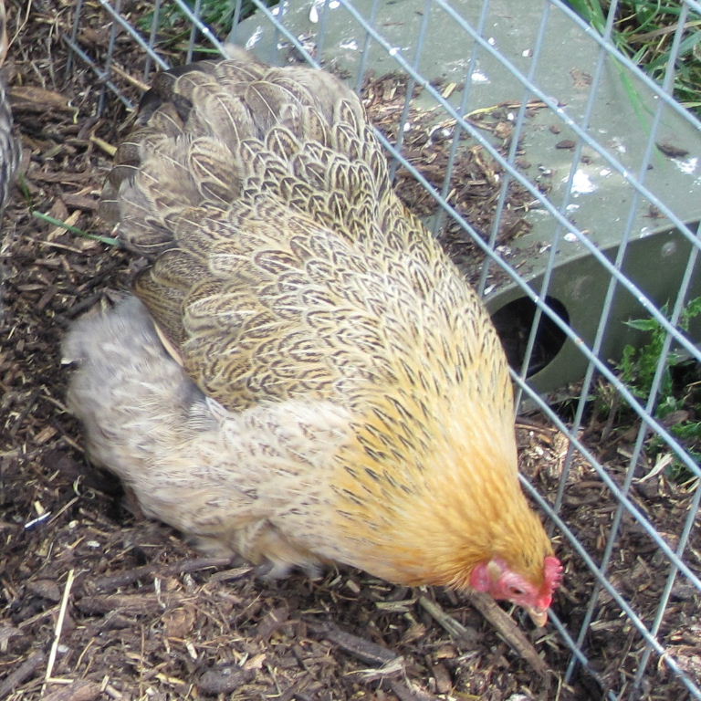 Cochin hen