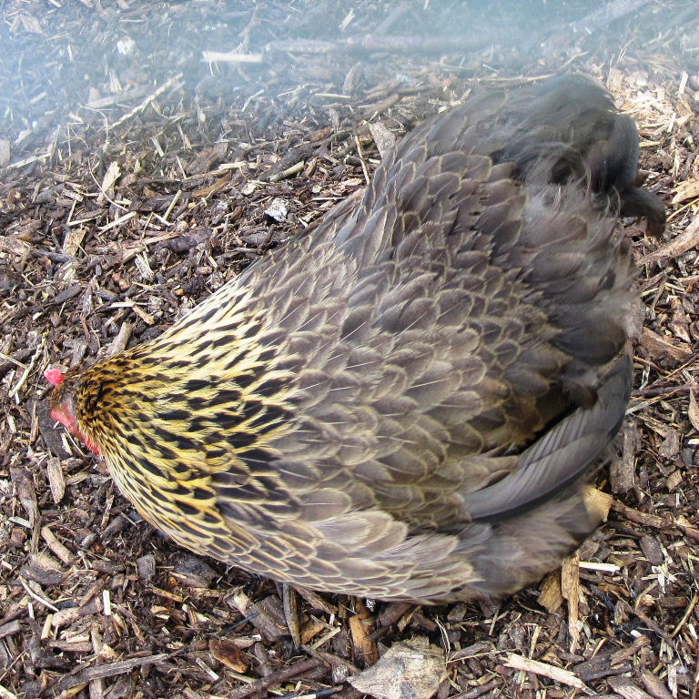 Cochin hen