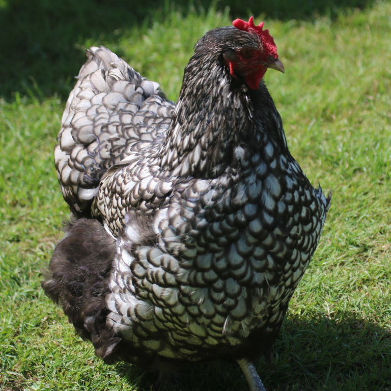 Cochin-type hen