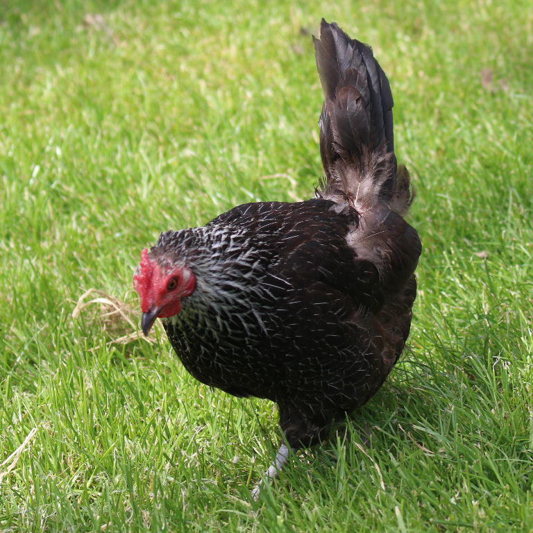 Dark Dorking hen