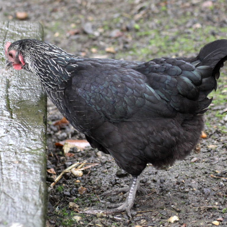 Dark Dorking chicken