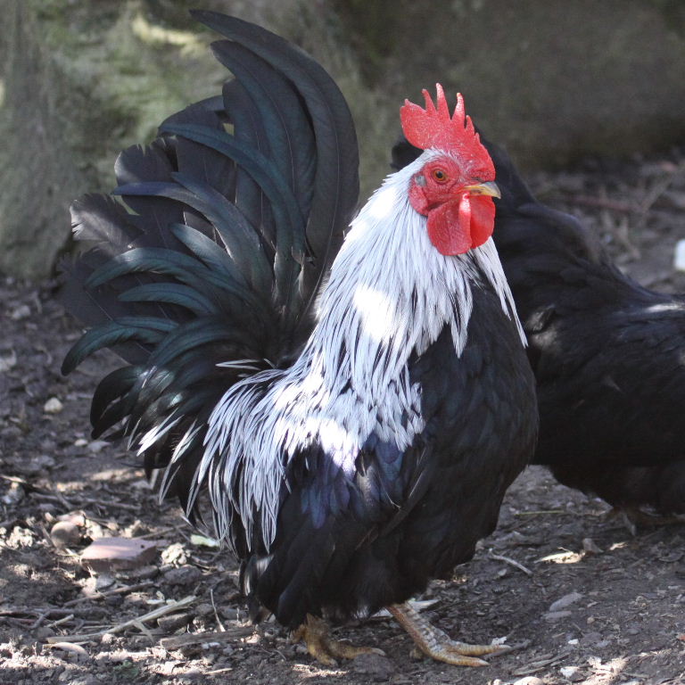 Dark Dorking cockerel