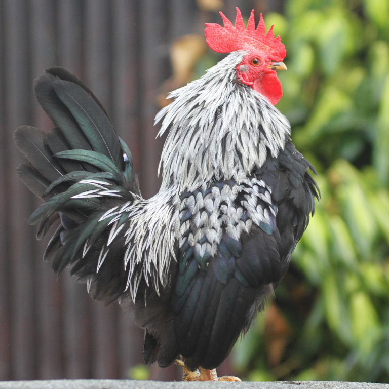 Bantam Dorking chicken