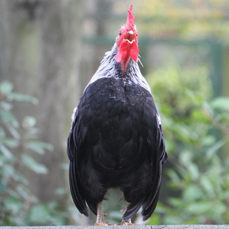 Bantam Dorking chicken
