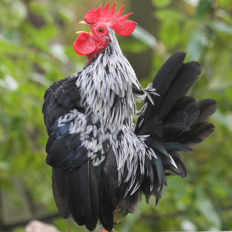 Bantam Dorking chicken