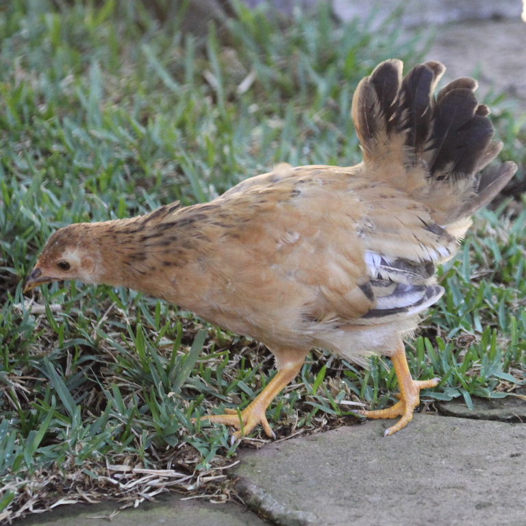 Red Dorking hen