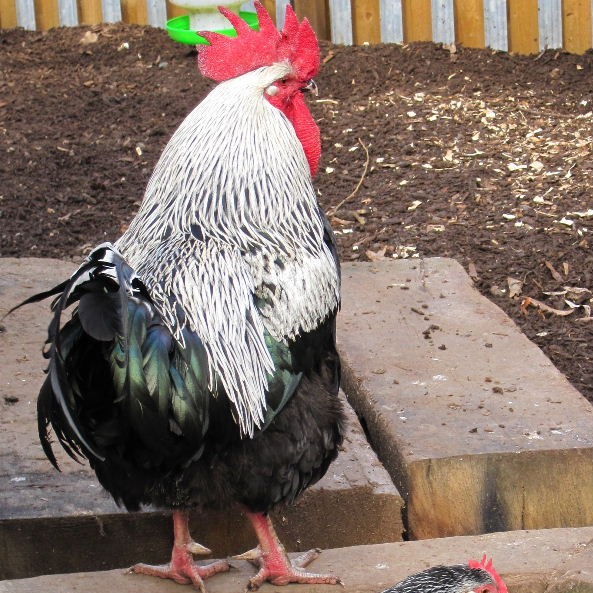 Dark Dorking chicken