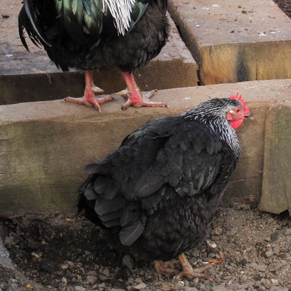Dark Dorking chicken