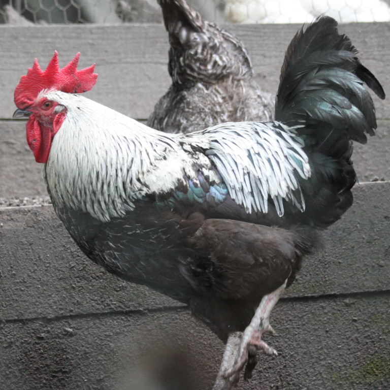 Dark Dorking chicken