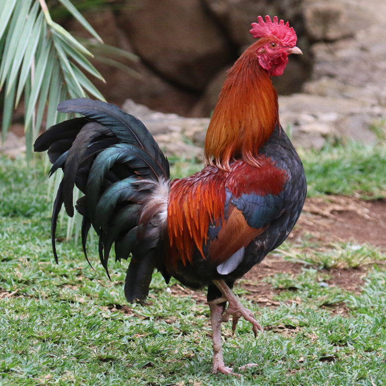 Red Dorking chicken