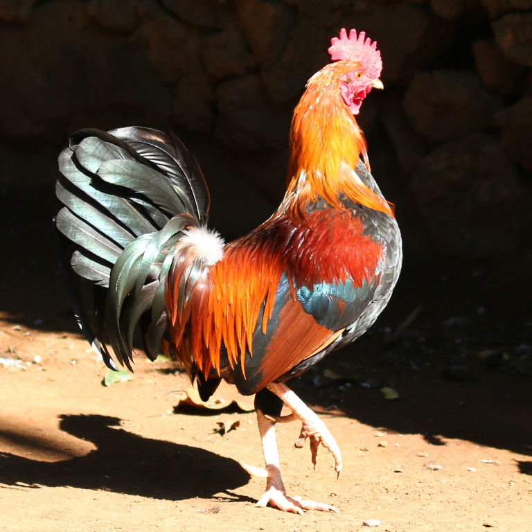 Red Dorking chicken