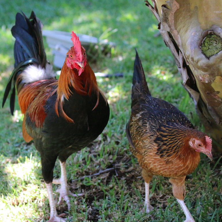 Red Dorking chicken