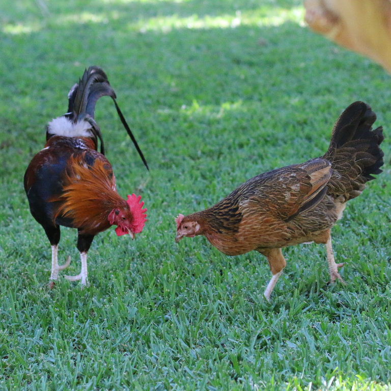 Red Dorking chicken