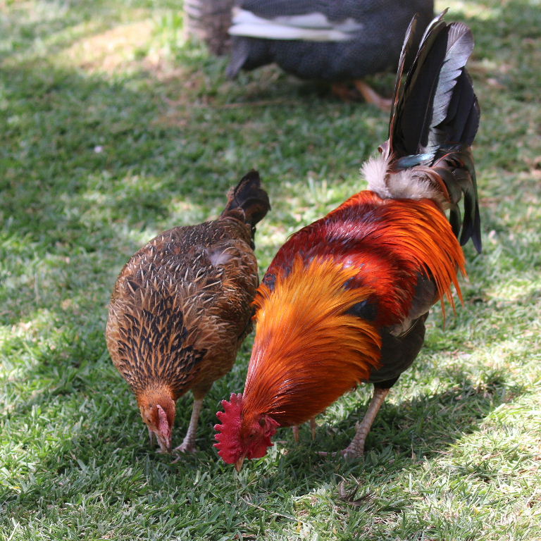 Red Dorking chicken