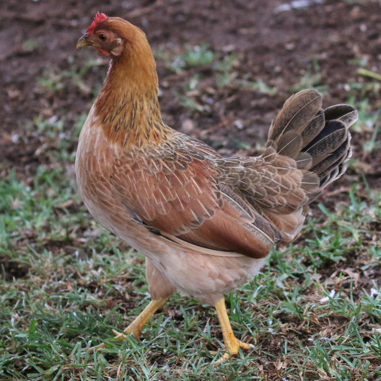 Red Dorking hen