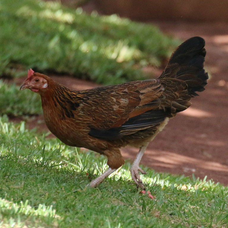 Red Dorking hen