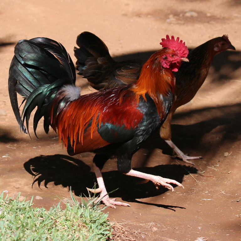 Red Dorking chicken