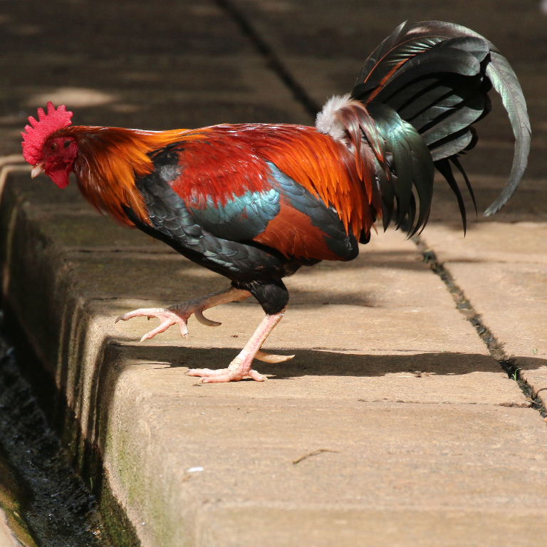 Red Dorking chicken