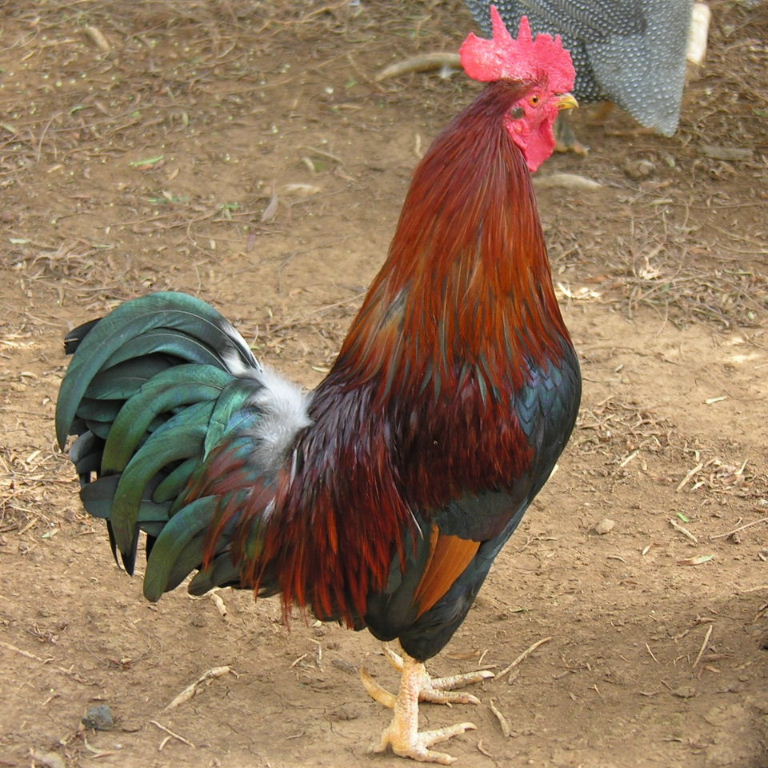 Red Dorking chicken