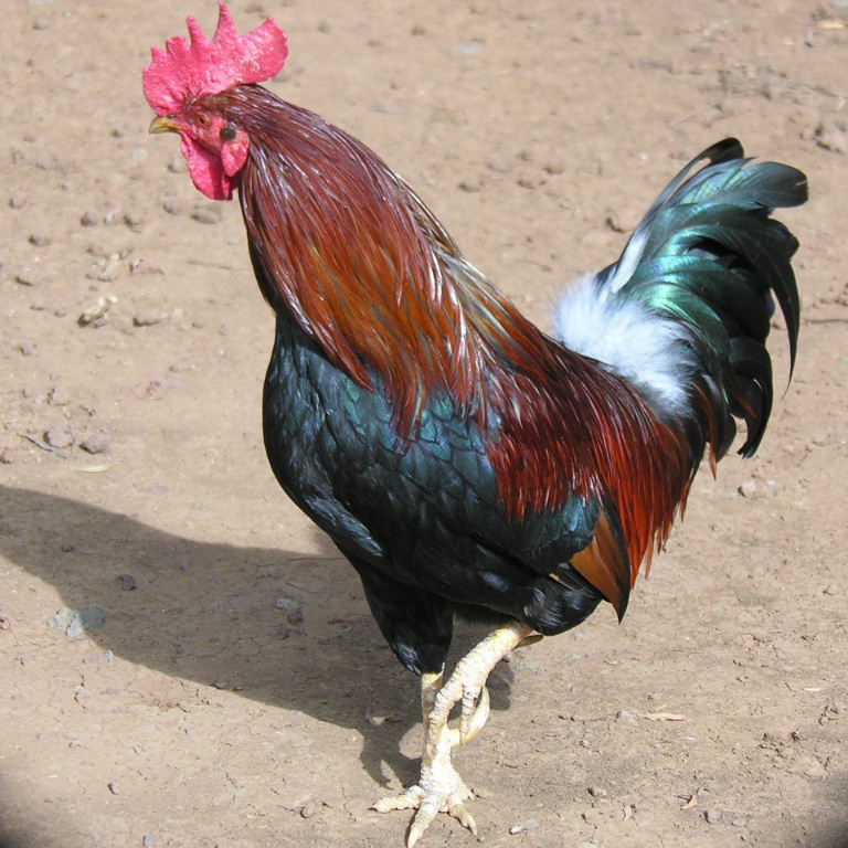 Red Dorking chicken