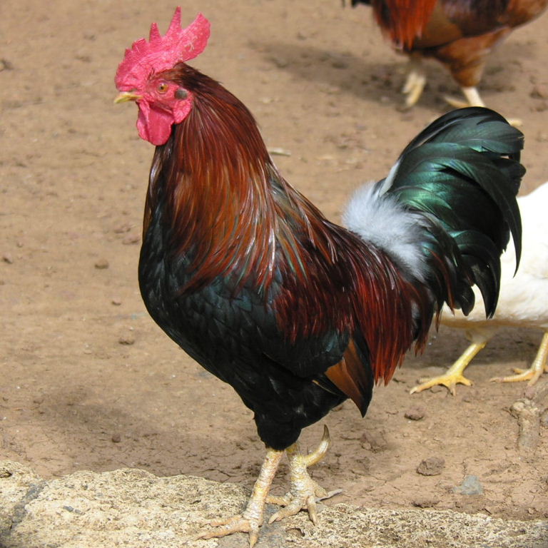 Red Dorking chicken (or Copper-black Maran?