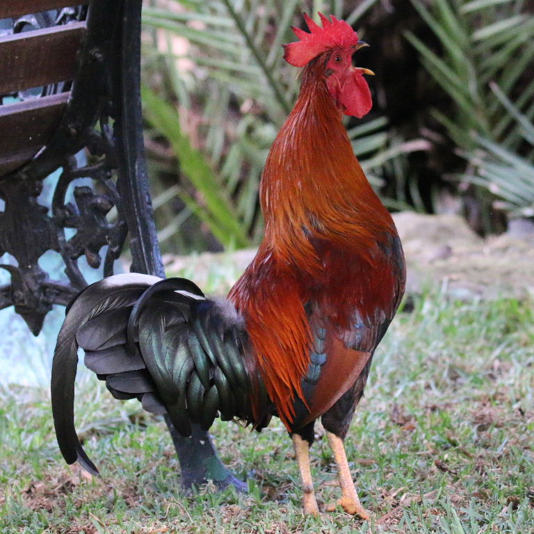 Red Dorking chicken