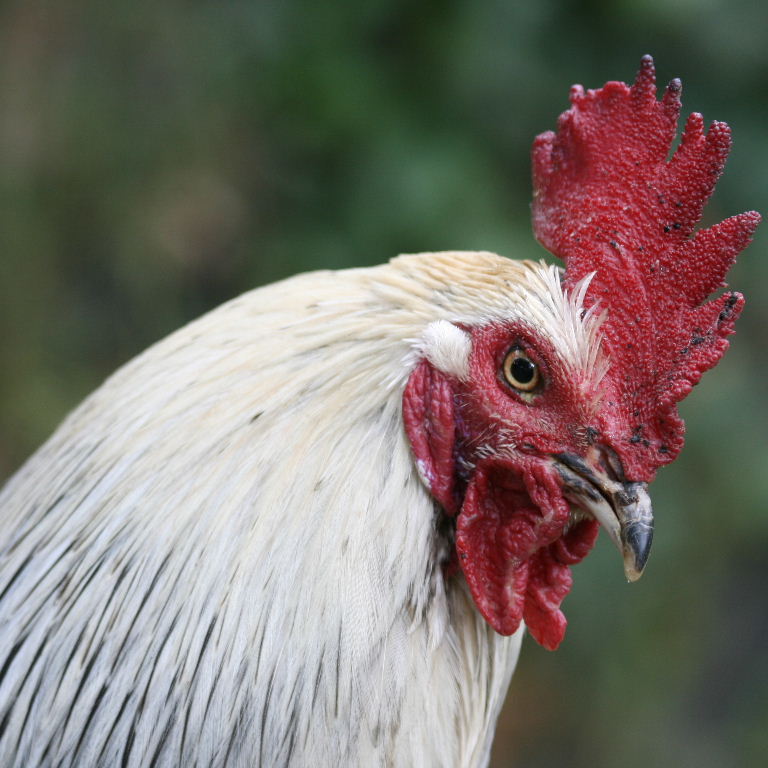 Silver Dorking cockerel