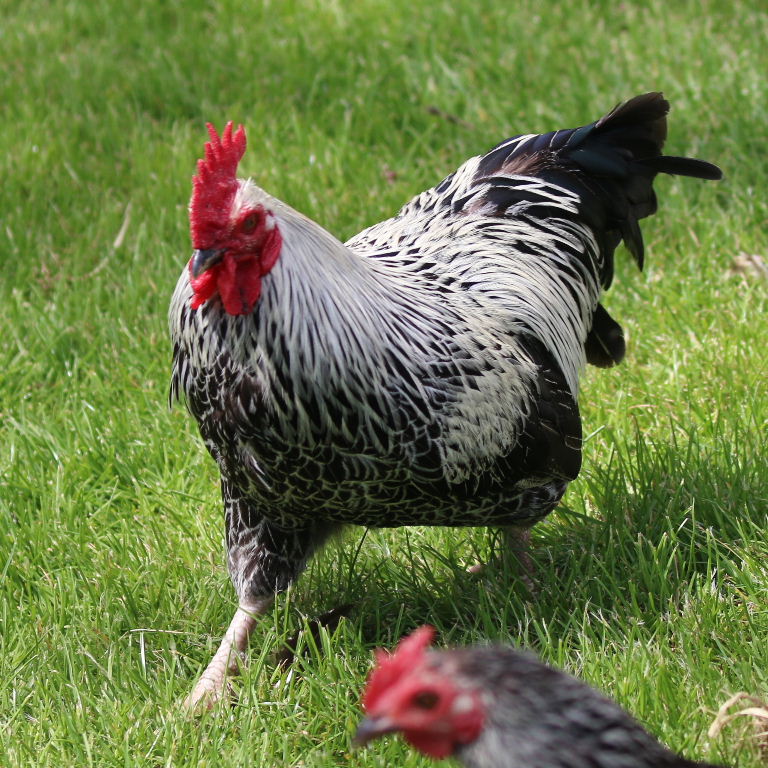 Silver Dorking chicken