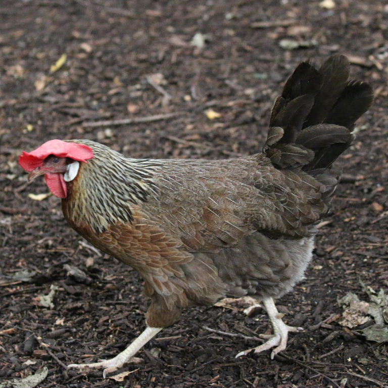Silver Dorking hen
