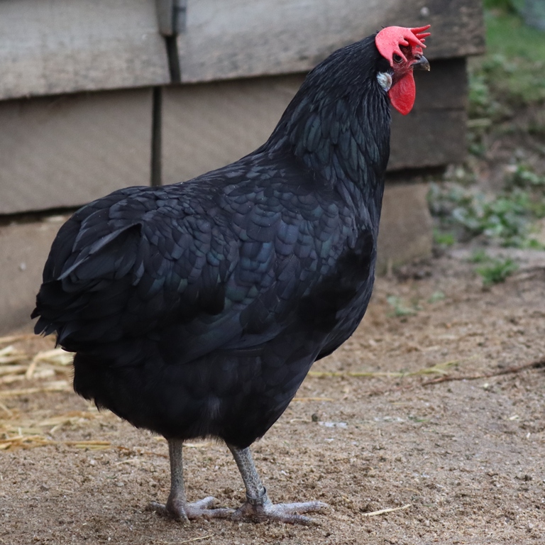 Bergischer Schlotterkamm chicken