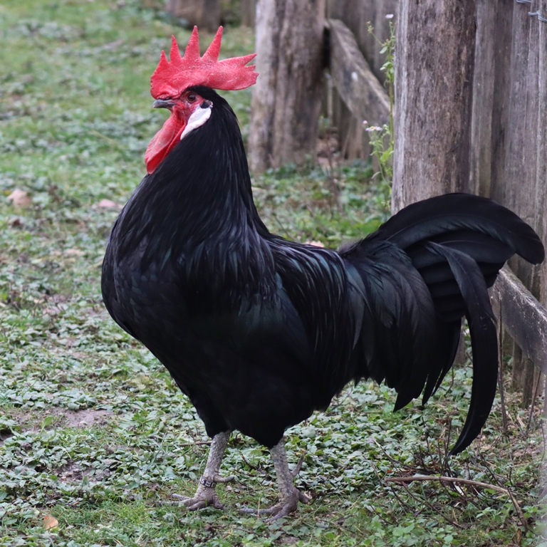 Bergischer Schlotterkamm chicken