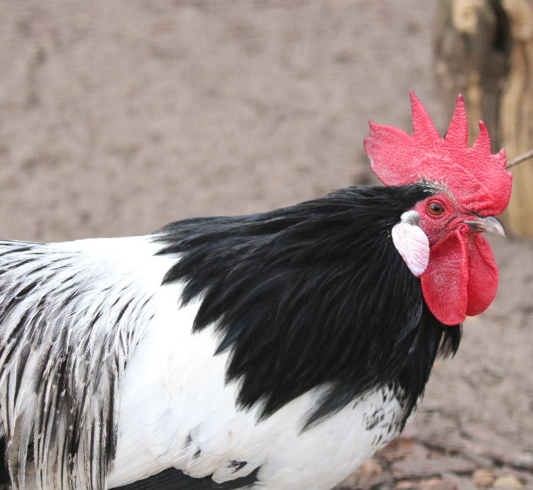German/Dutch Chicken Breeds