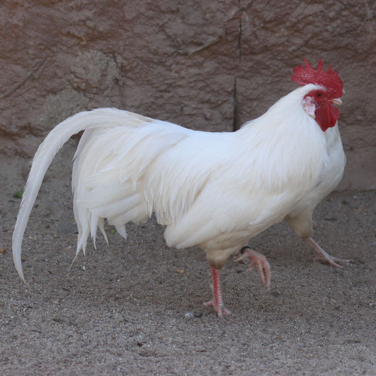 Saxon cockerel