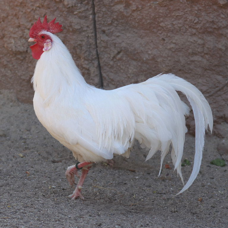 Saxon cockerel