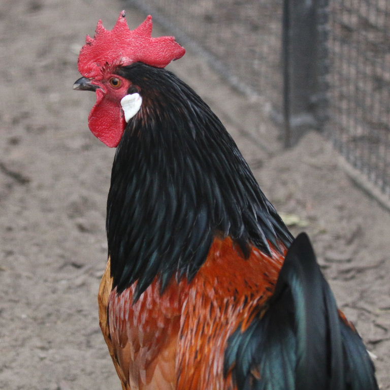 Vorwerk cockerel