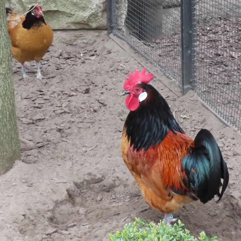Vorwerk chickens