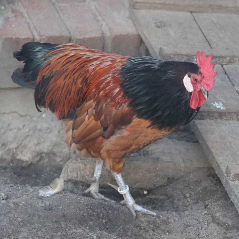 Vorwerk cockerel