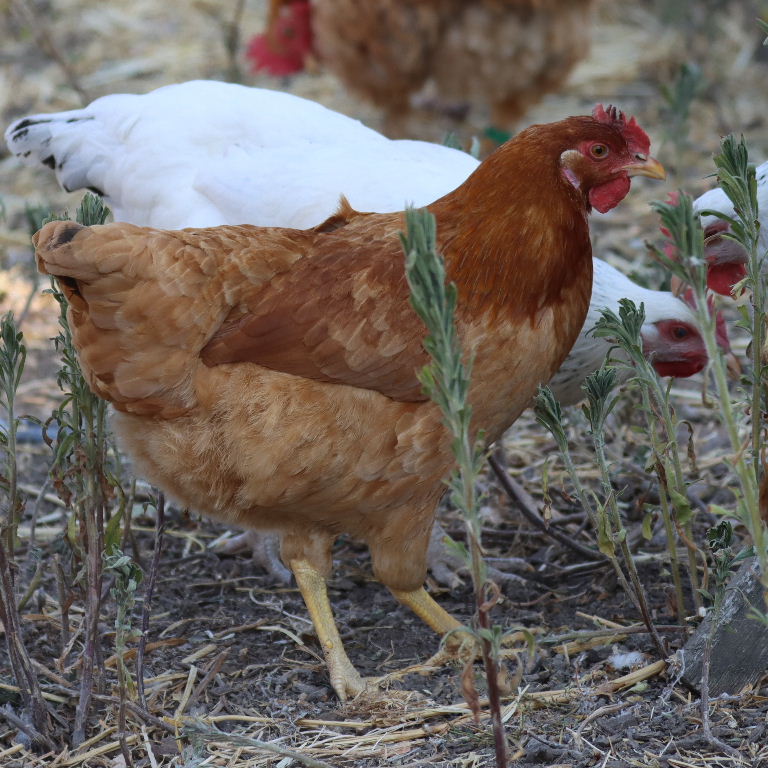 Gingernut Ranger chicken