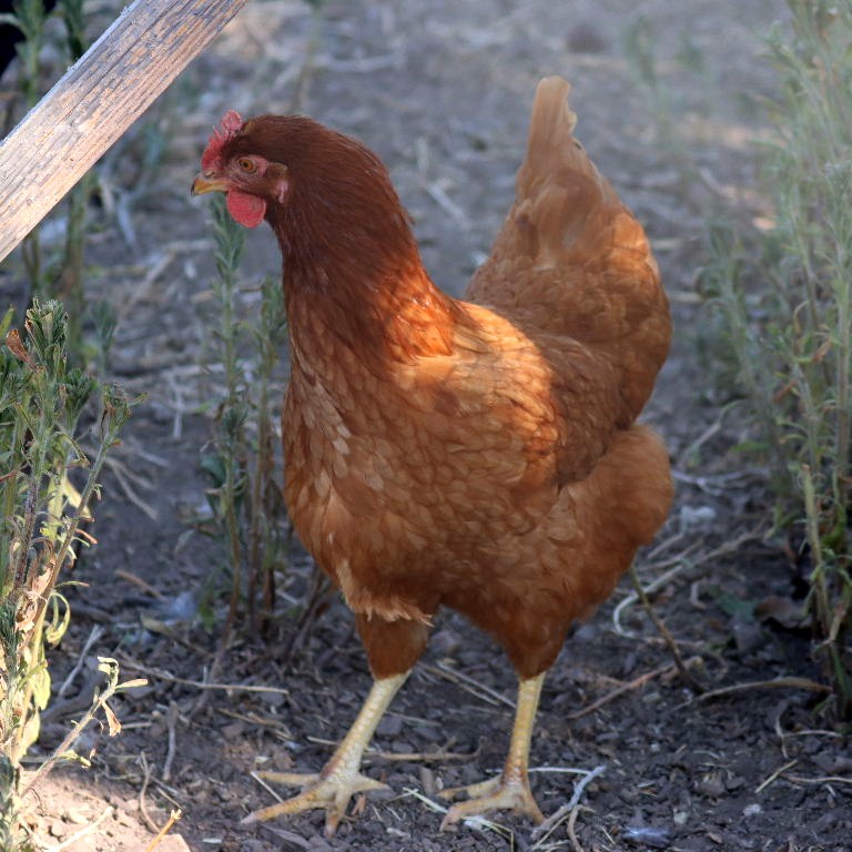 Gingernut Ranger chicken