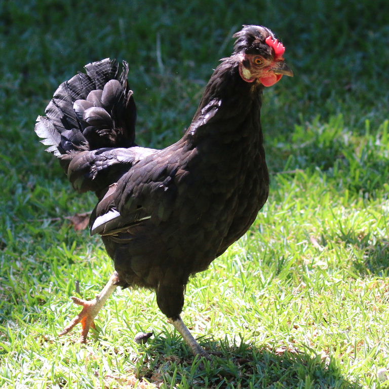 small black hen