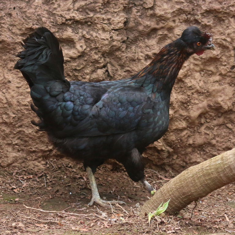 small black hen