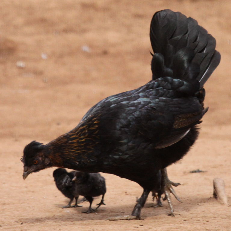 small black hen