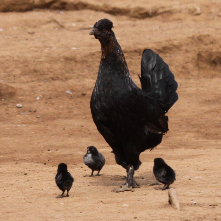 small black hen