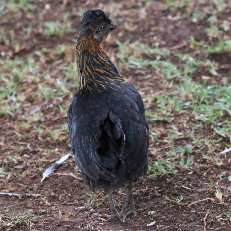 small black hen
