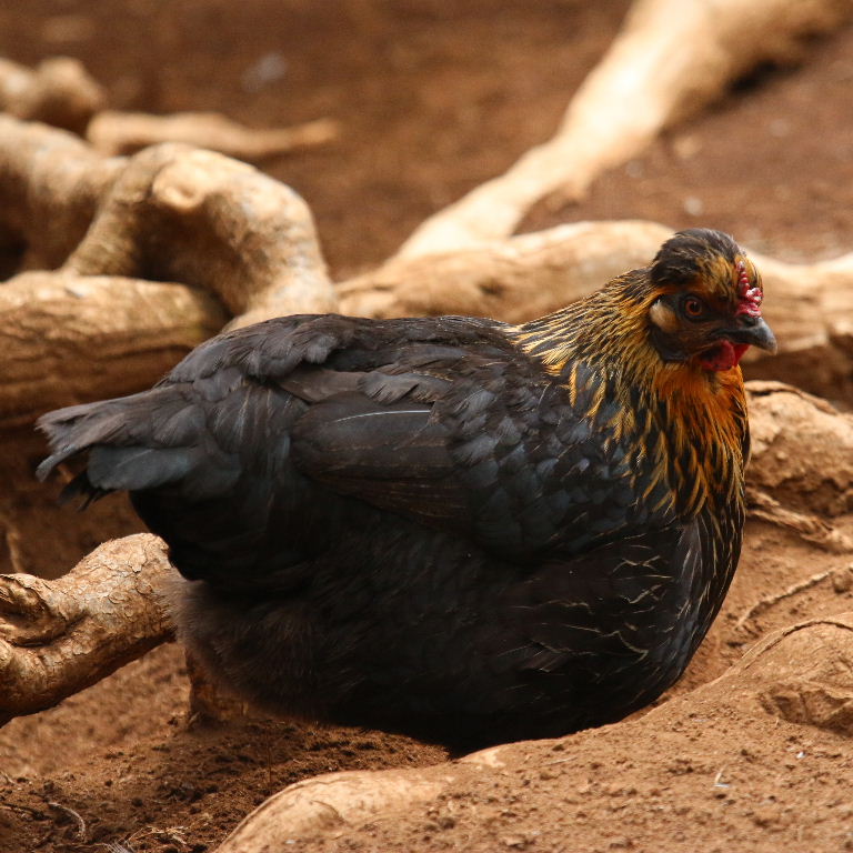 small black hen