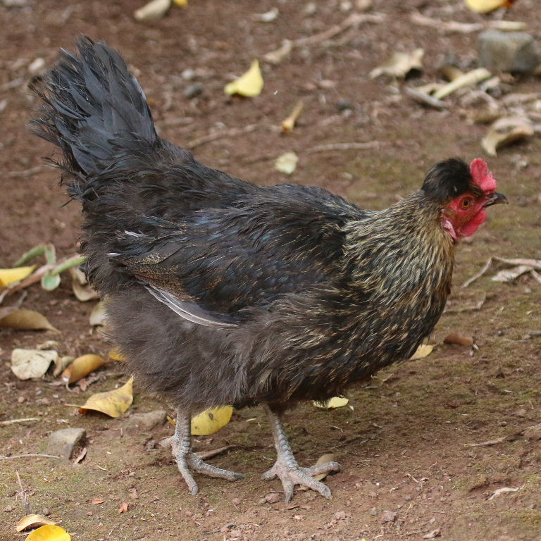 small black hen