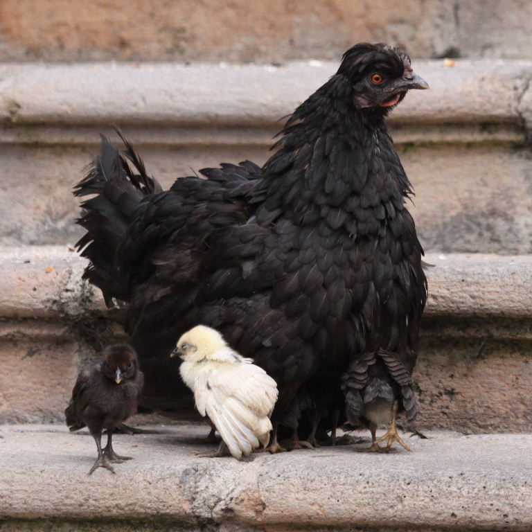 small black hen