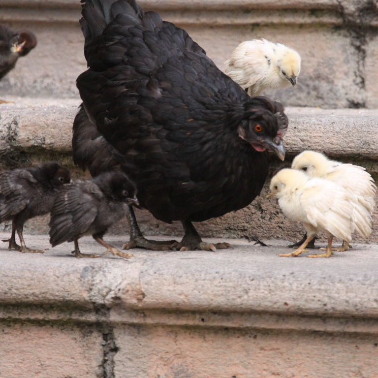 small black hen