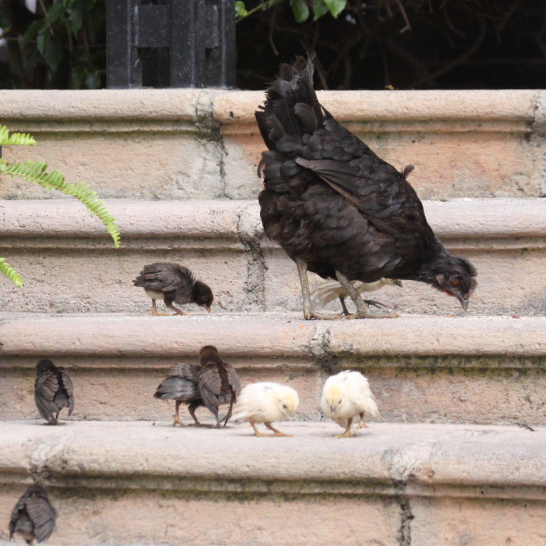 small black hen